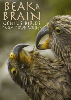 watch Beak & Brain - Genius Birds from Down Under Movie online free in hd on MovieMP4