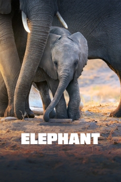 watch Elephant Movie online free in hd on MovieMP4