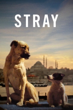 watch Stray Movie online free in hd on MovieMP4