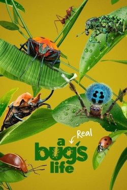 watch A Real Bug's Life Movie online free in hd on MovieMP4